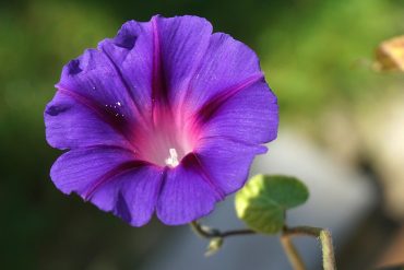 flower, bloom, bindweed-6619294.jpg